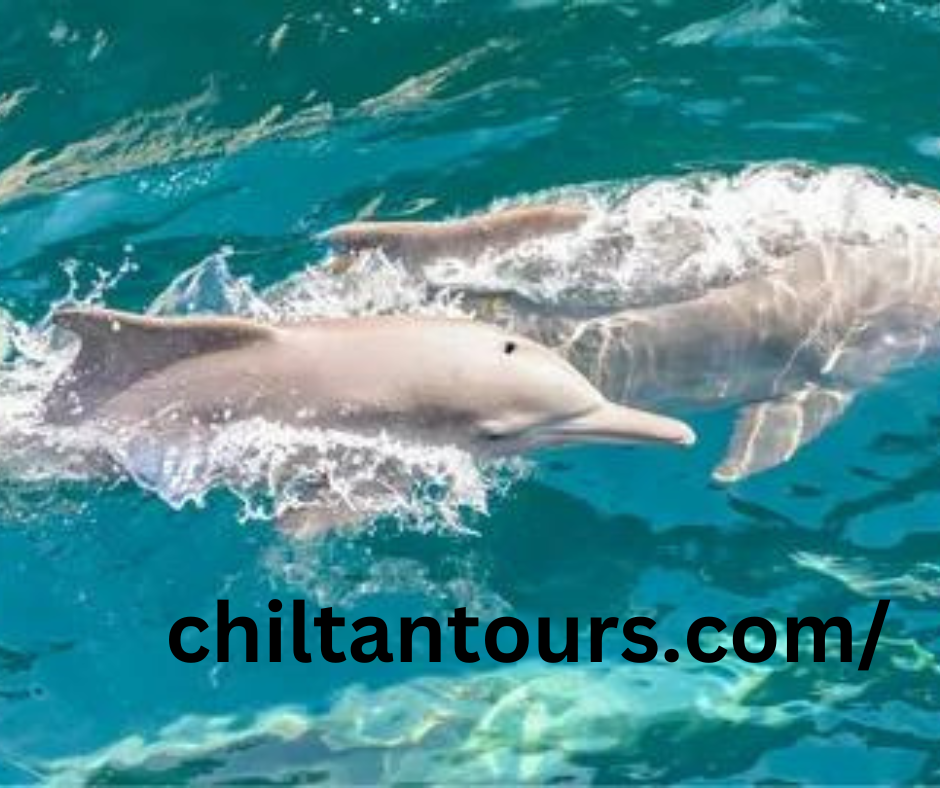 The Dolphin Tour Experience