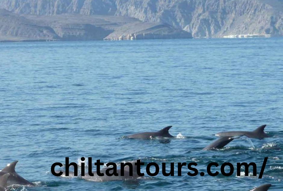 Musandam Dolphin