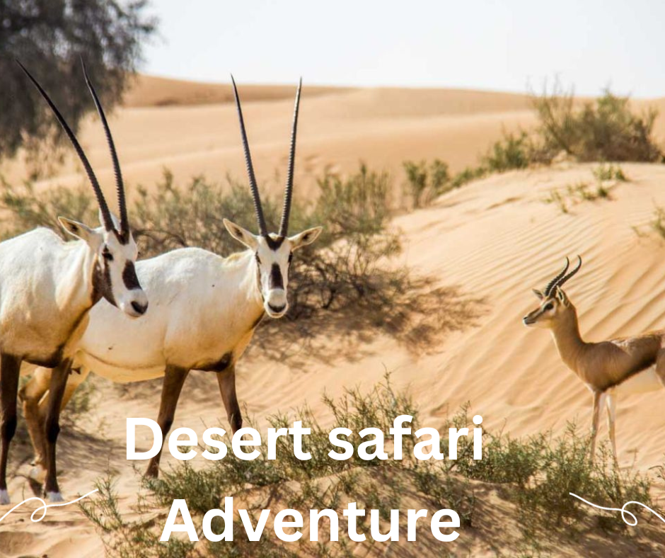 The Desert Adventures Choosing the Right Desert Safari Experience