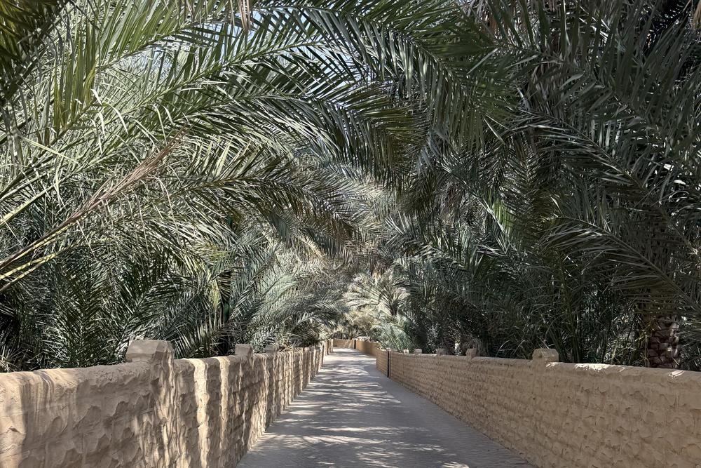 Shaded walkway through the date palms of Al Ain Oasis